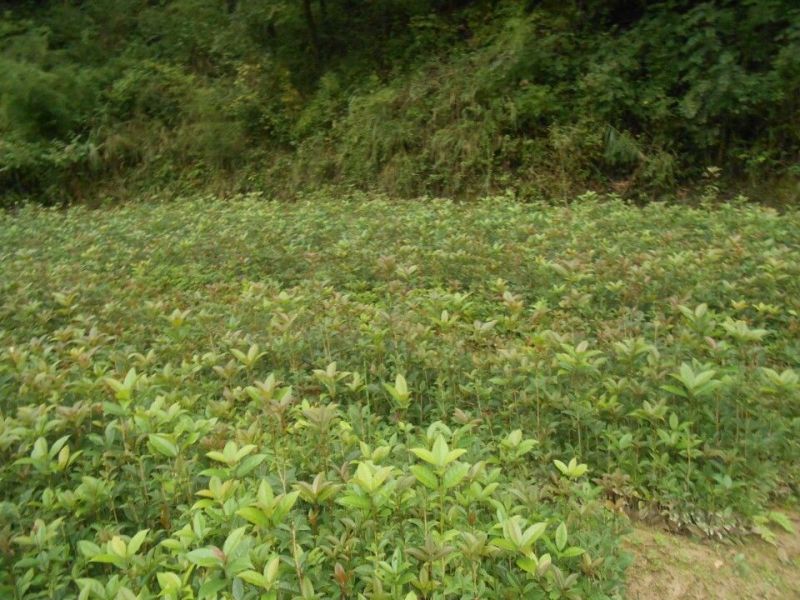 桂花树1米以下2cm以下0.5~1米