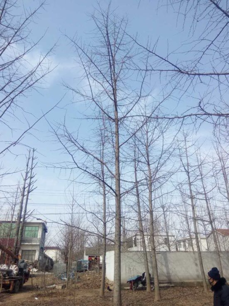 银杏树2~3米12~14cm4米以上