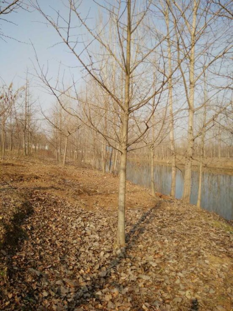 银杏树2~3米12~14cm4米以上