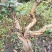 金银花苗30~40cm