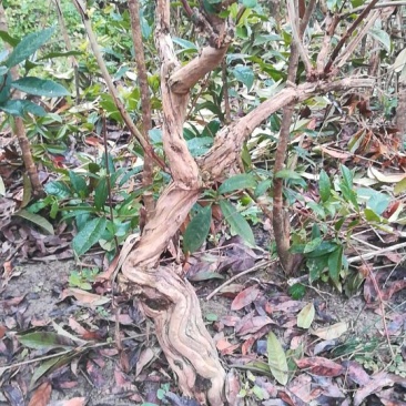 金银花苗30~40cm