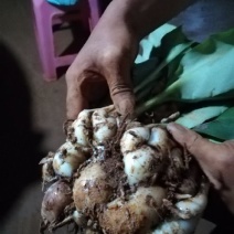 沙姜袋装
