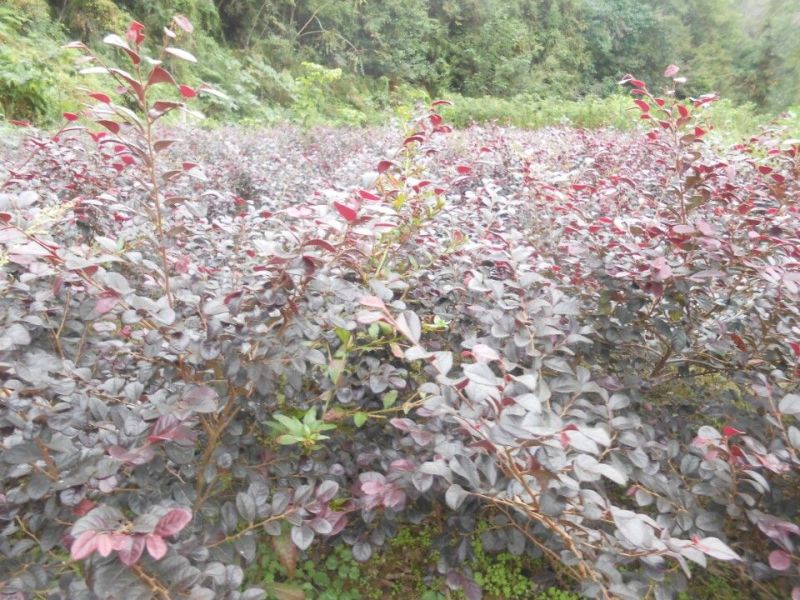 红花继木2cm以下4cm以下0.5~1米