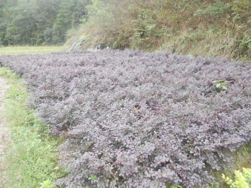 红花继木2cm以下4cm以下0.5~1米