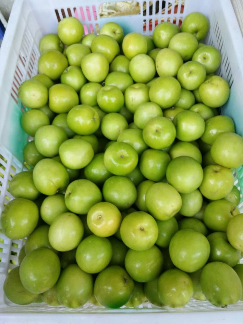 青枣50g以上