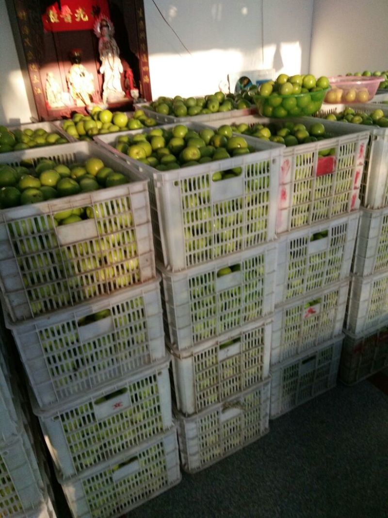 青枣50g以上