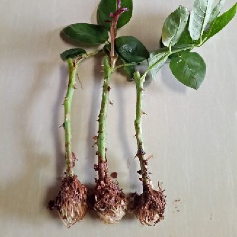 玫瑰花苗月季苗鲜切花种苗大花四季开花混色批发基地供货