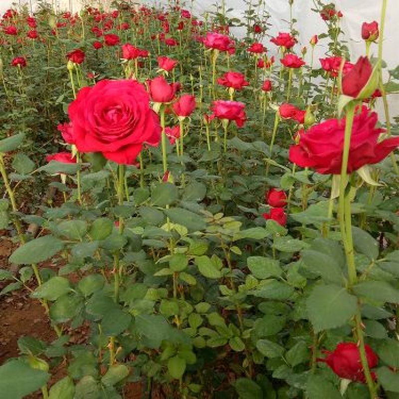 玫瑰花苗月季苗鲜切花种苗大花四季开花混色批发基地供货