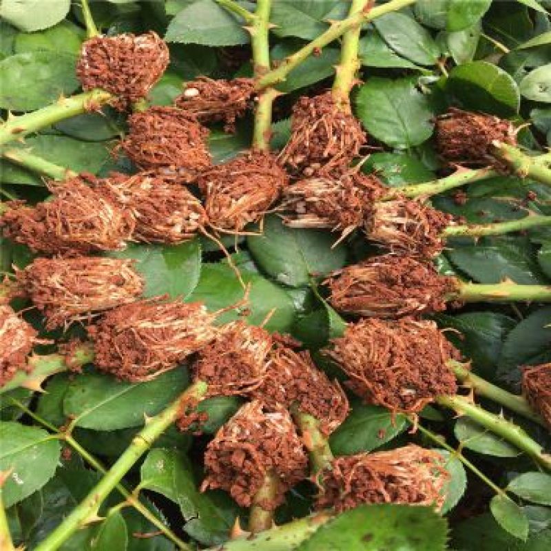 玫瑰花苗月季苗鲜切花种苗大花四季开花混色批发基地供货