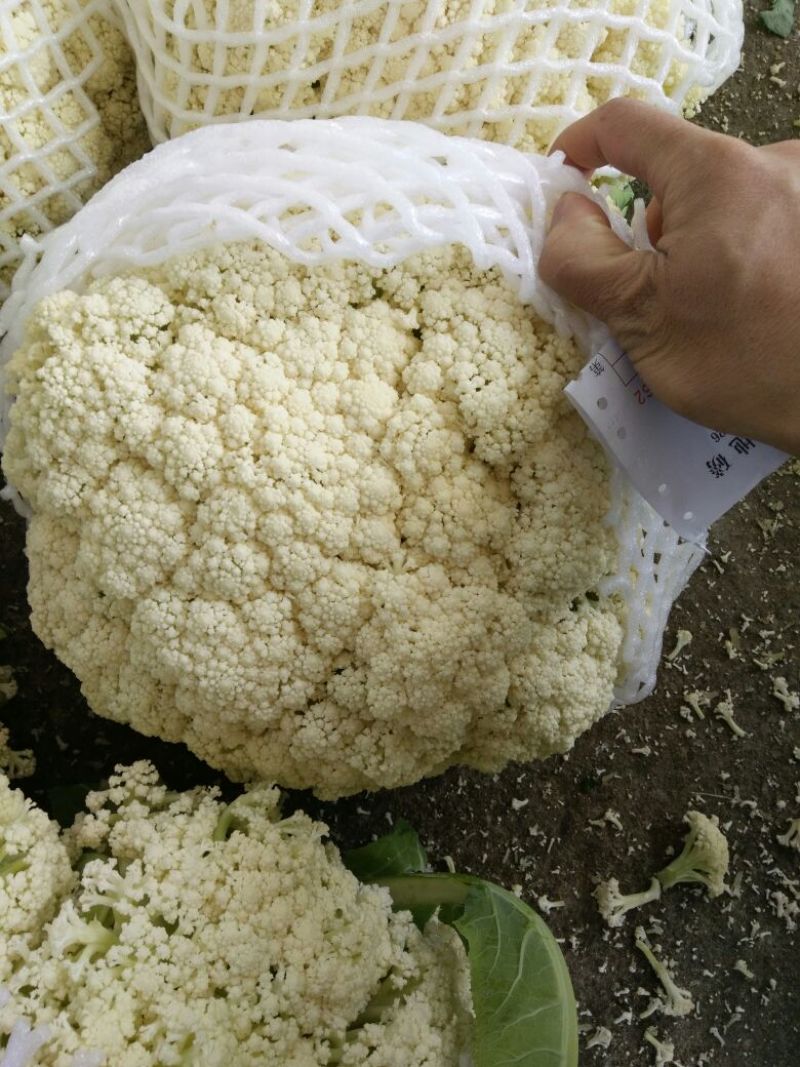 福建青梗有机花，手头上货源充足，以诚信为主，专业代办。
