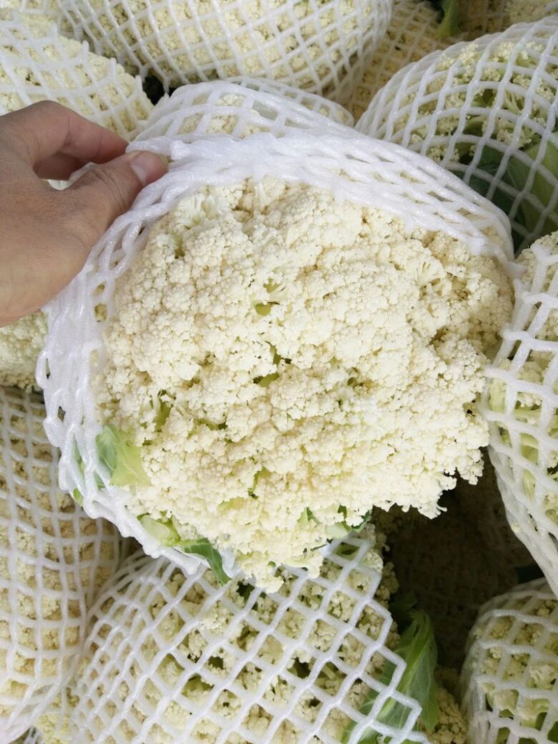 福建青梗有机花，手头上货源充足，以诚信为主，专业代办。