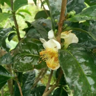 百年大树茶一级