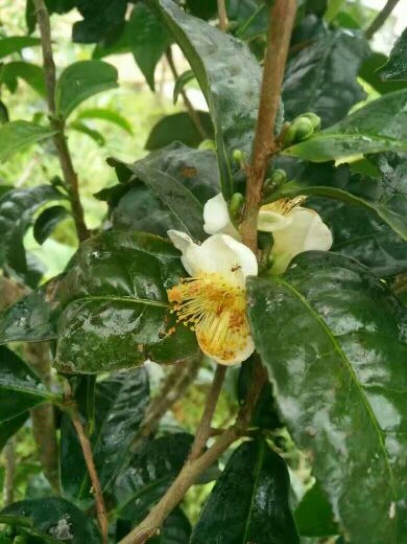 百年大树茶一级