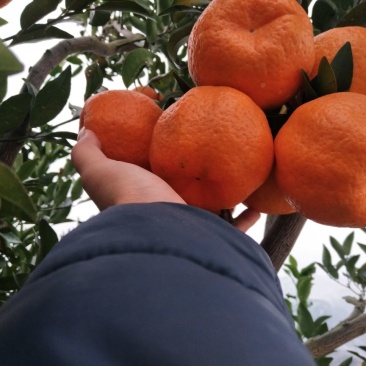 椪柑，易剥，个大，味甜，精品盖膜椪柑，个大味甜