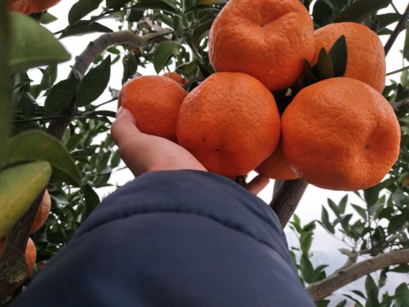 椪柑，易剥，个大，味甜，精品盖膜椪柑，个大味甜