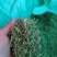 金银花，