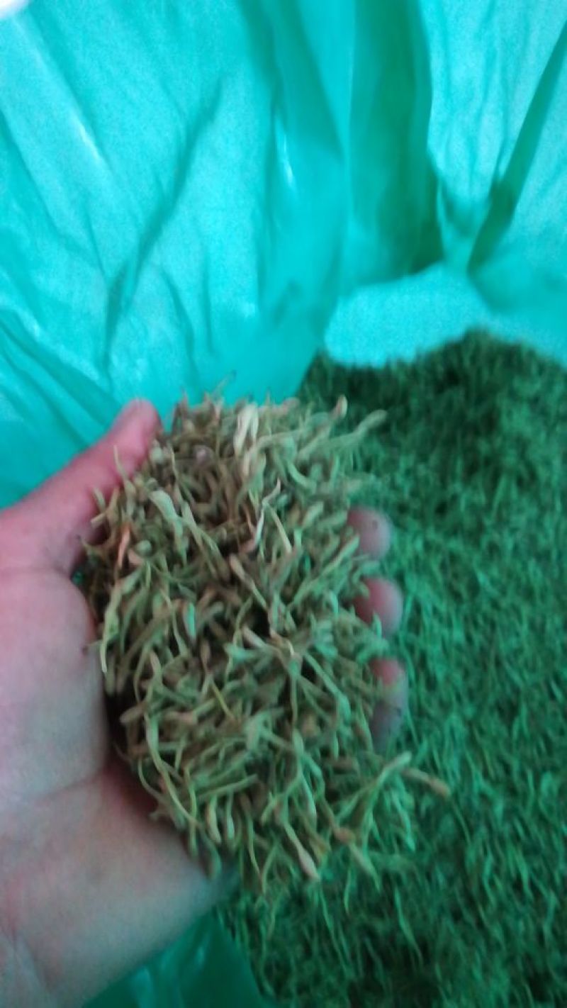 金银花，