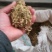 金银花，