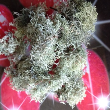树花菜