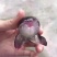 嘉宝果6~8g