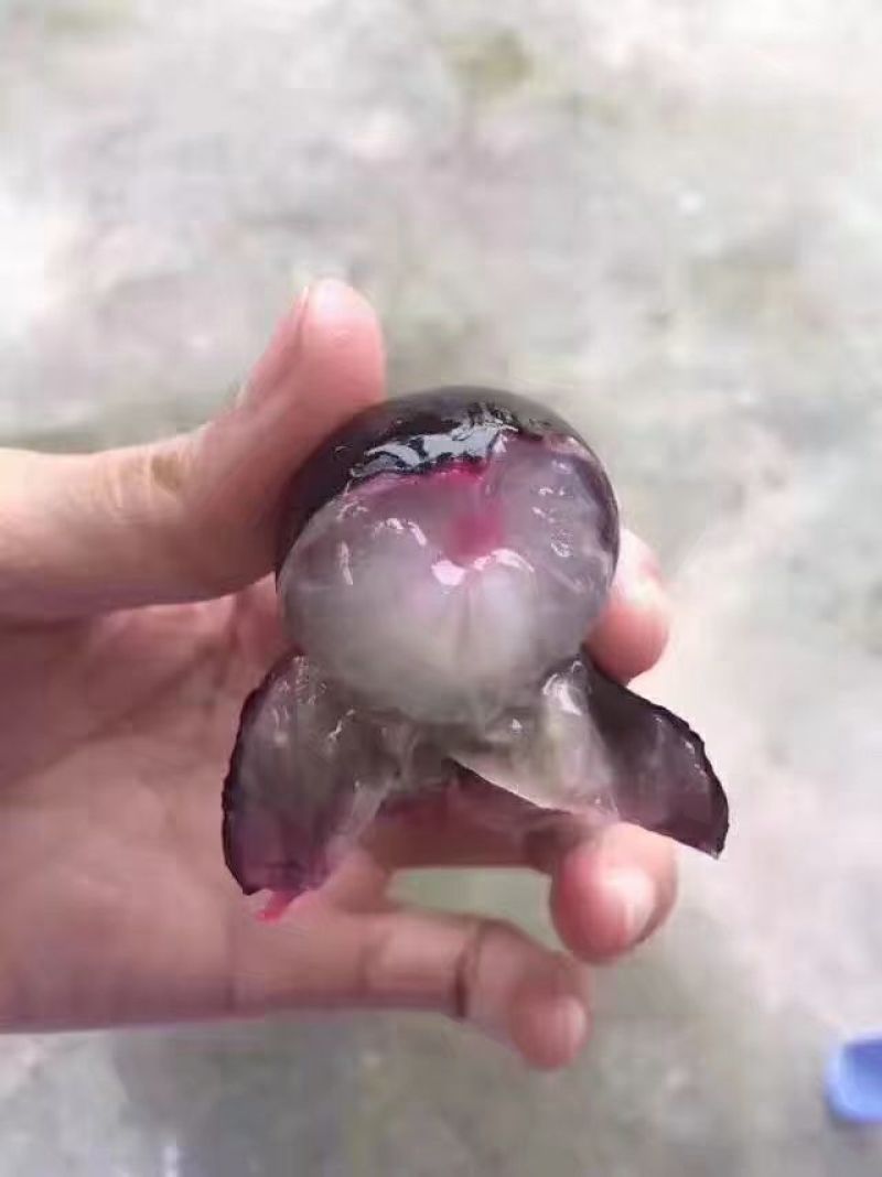 嘉宝果6~8g
