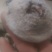 柿饼1~2两
