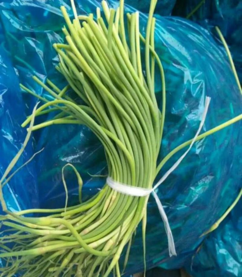 蒜薹，红帽，白帽蒜苔，以质论价货源充足