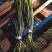 蒜薹，红帽，白帽蒜苔，以质论价货源充足