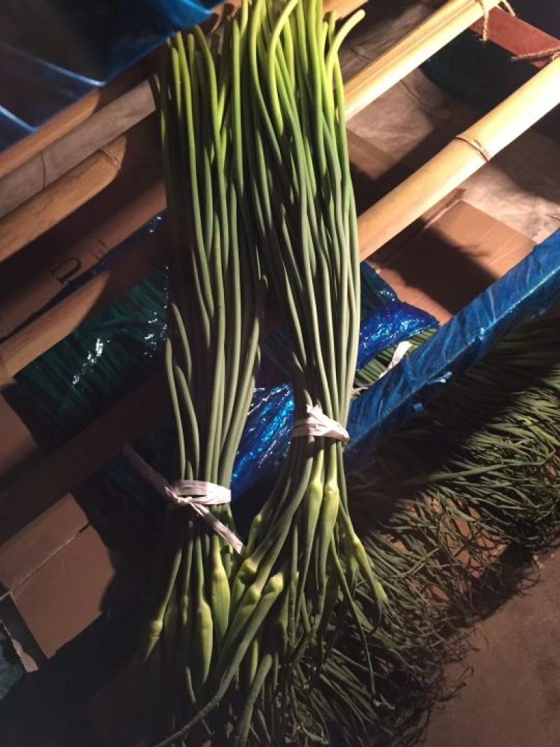 蒜薹，红帽，白帽蒜苔，以质论价货源充足