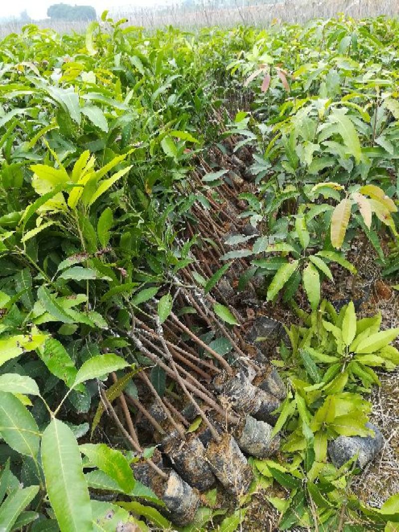 芒果苗1m以下