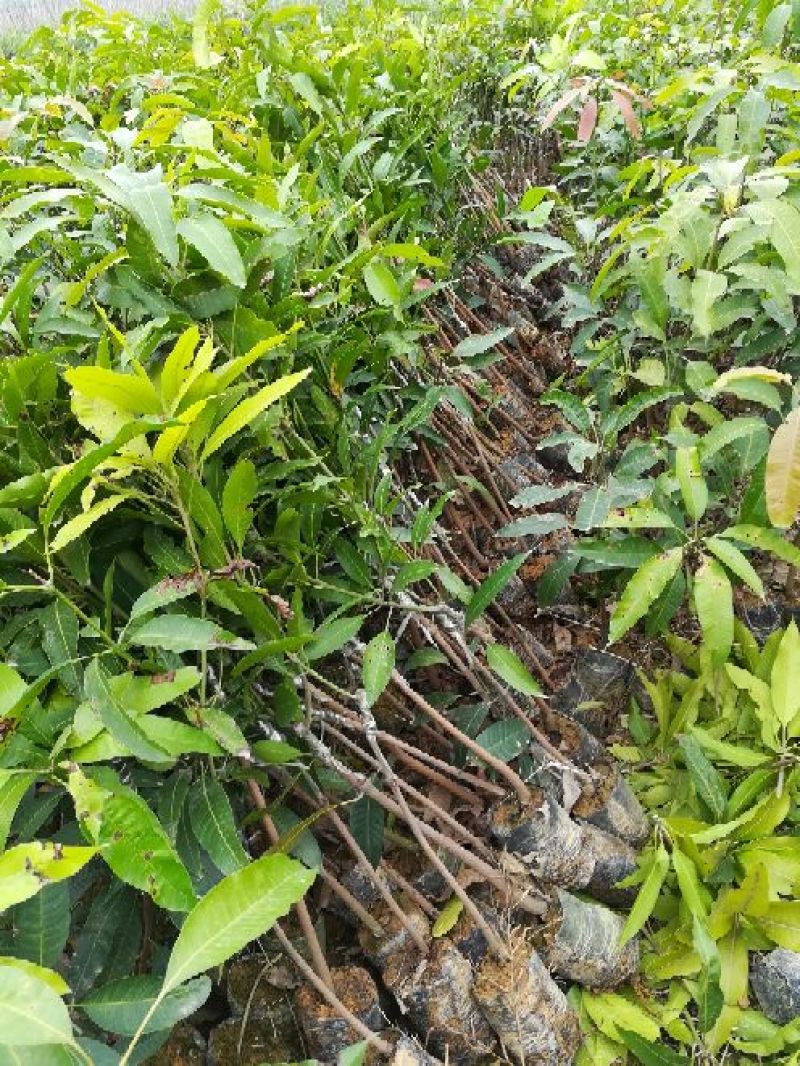 芒果苗1m以下
