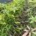芒果苗1m以下