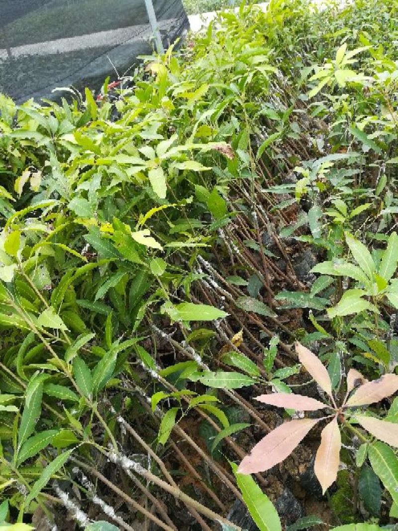芒果苗1m以下