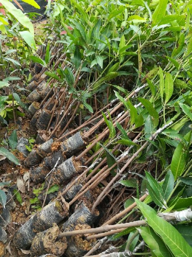 芒果苗1m以下