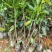 芒果苗1m以下