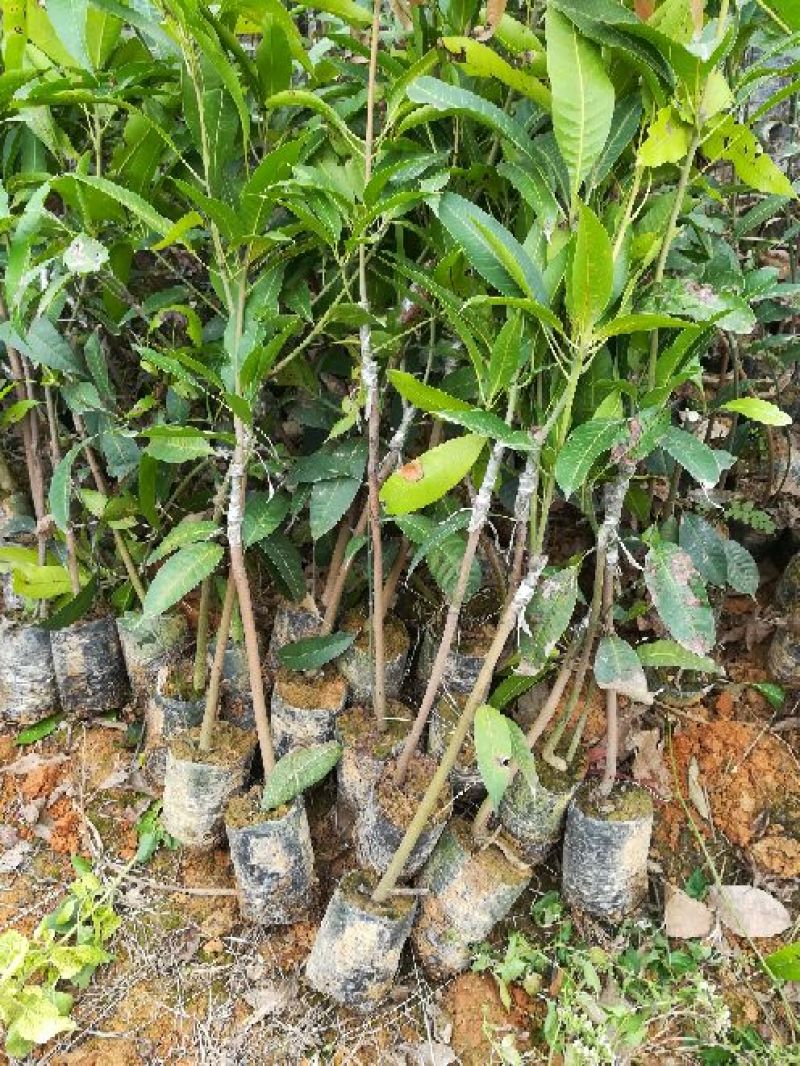 芒果苗1m以下