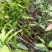 芒果苗1m以下