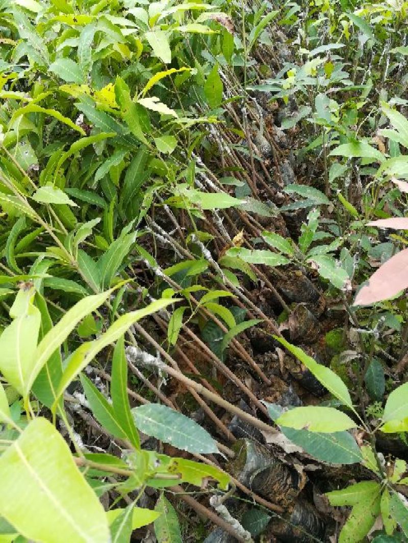 芒果苗1m以下