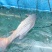 鲤鱼1~2公斤食用