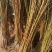 突围桃树苗免费提供种植技术，基地直供，规格全
