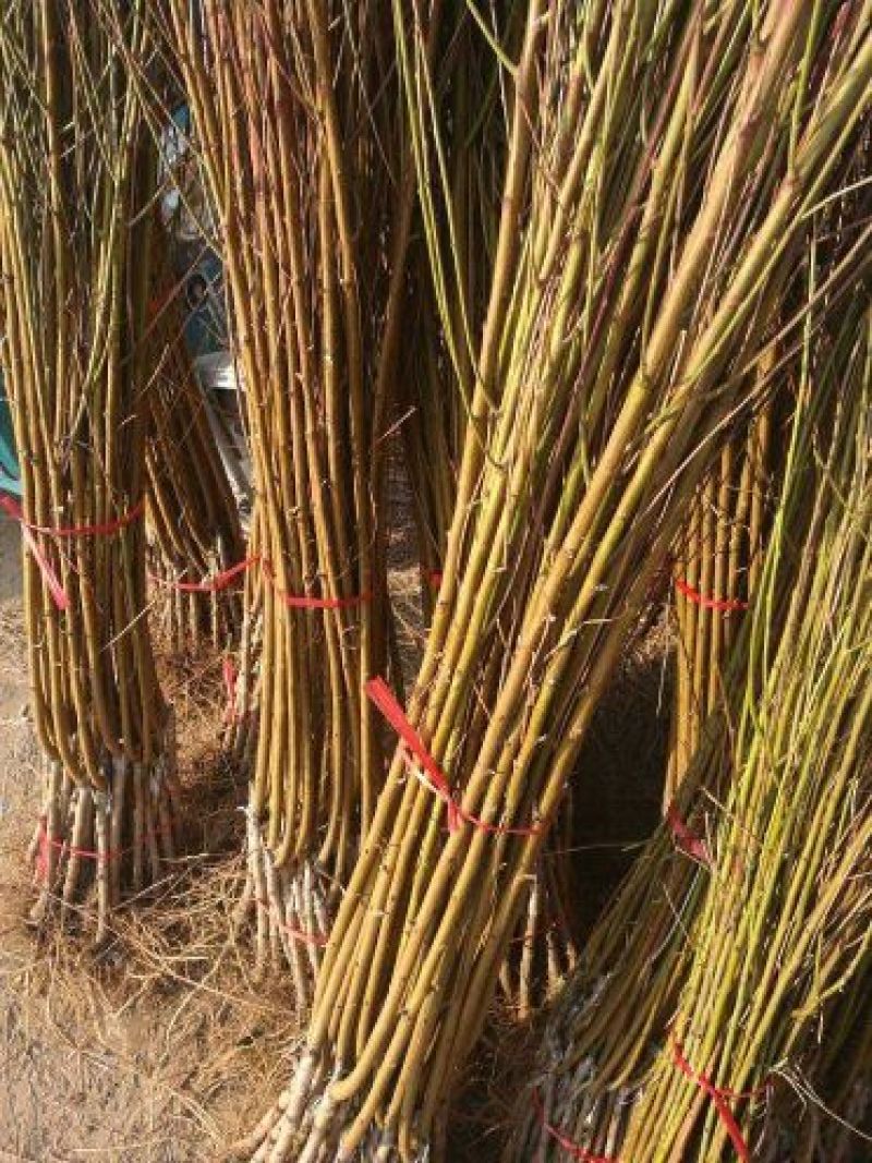突围桃树苗免费提供种植技术，基地直供，规格全
