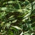 突围桃树苗免费提供种植技术，基地直供，规格全