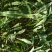突围桃树苗免费提供种植技术，基地直供，规格全