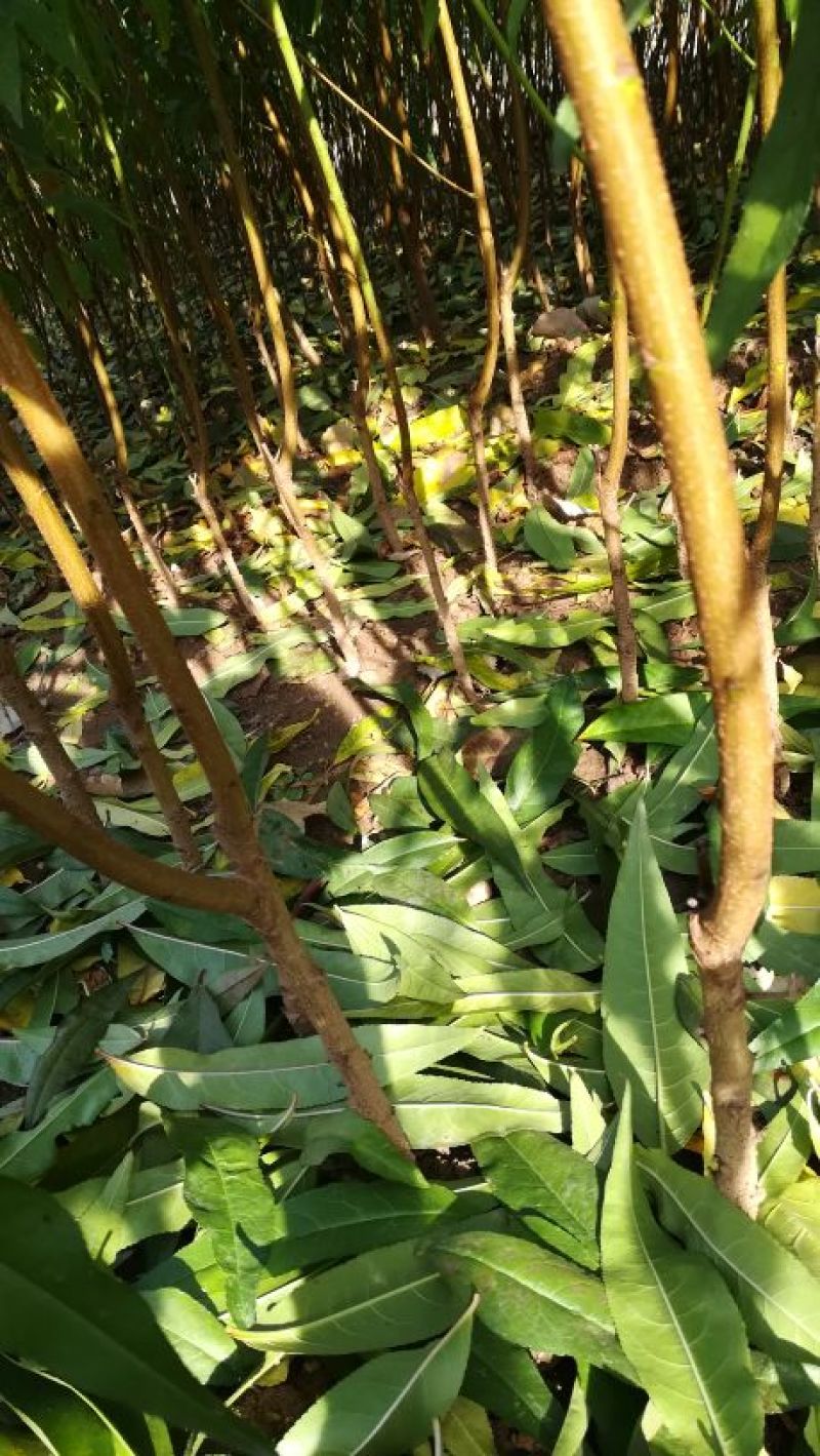 突围桃树苗免费提供种植技术，基地直供，规格全