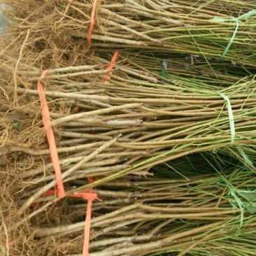 突围桃树苗免费提供种植技术，基地直供，规格全