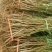 突围桃树苗免费提供种植技术，基地直供，规格全