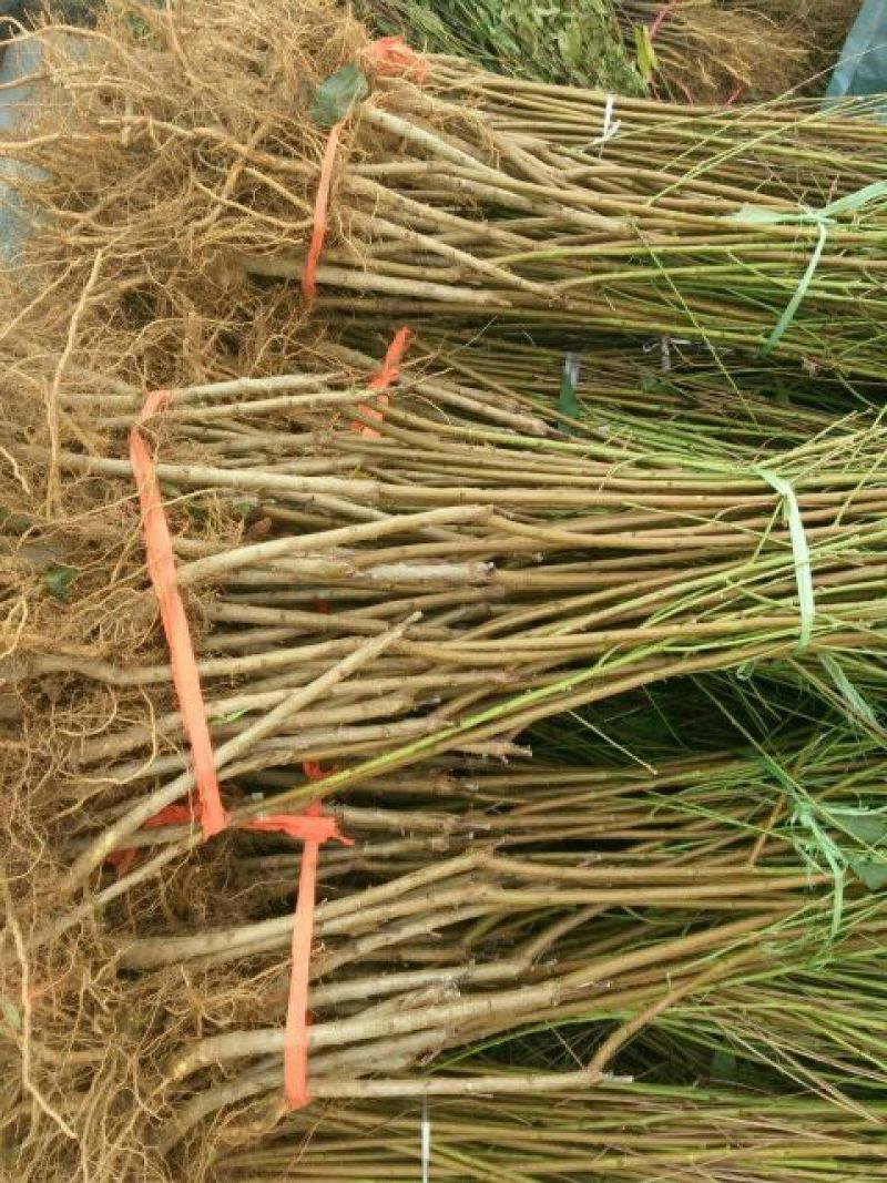 突围桃树苗免费提供种植技术，基地直供，规格全