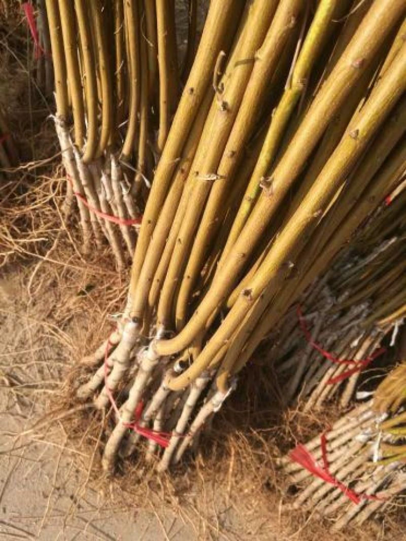 突围桃树苗免费提供种植技术，基地直供，规格全