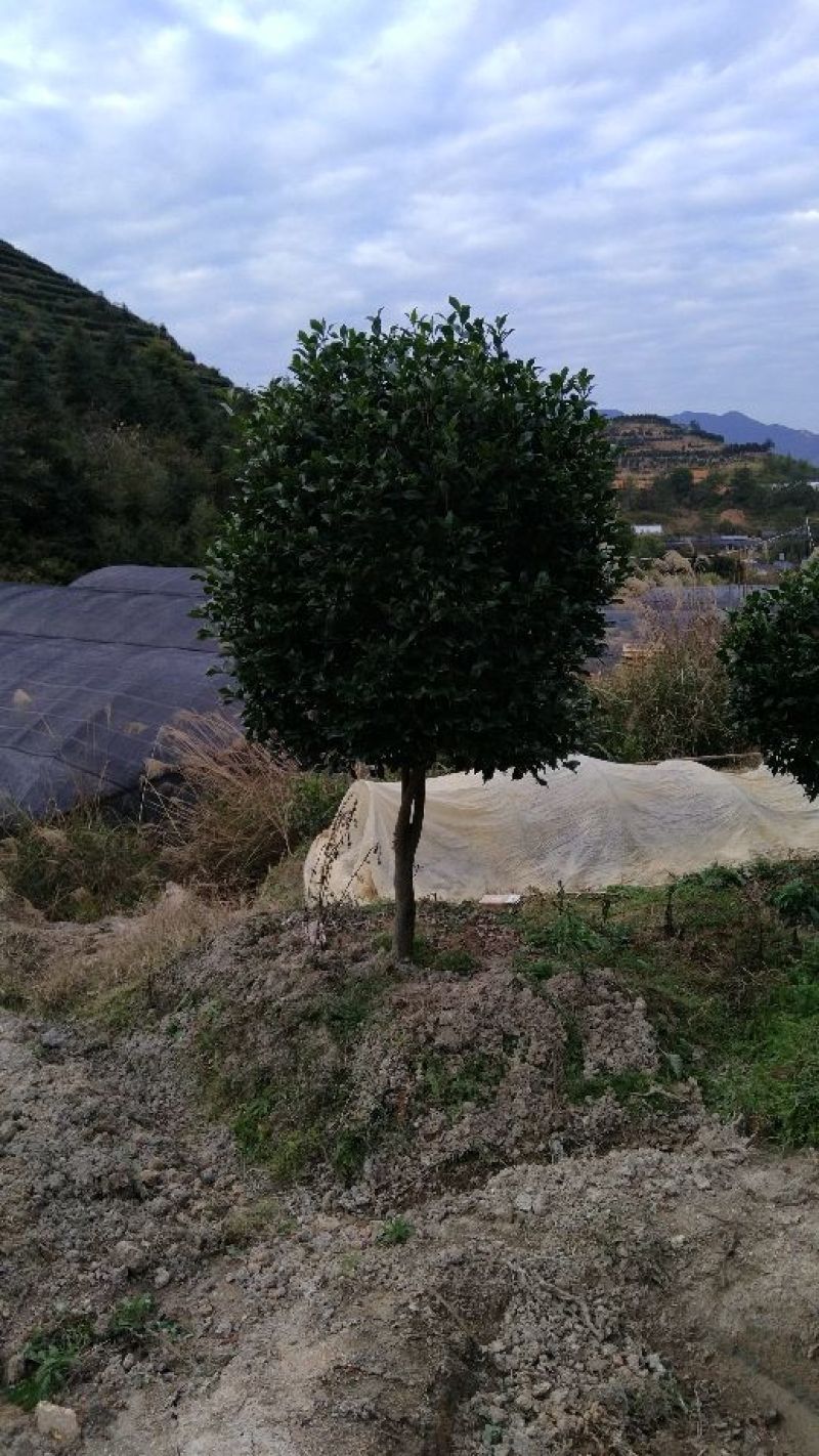 茶花树20~30cm