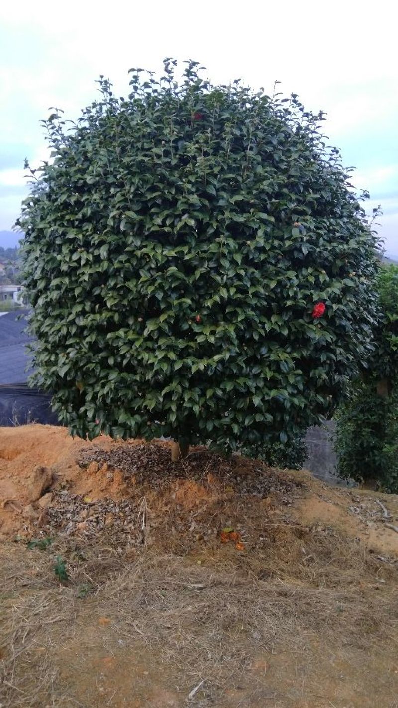 茶花树20~30cm